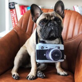 New Pet Products 2020 Pet Plush Toy Dog Camera Photo Props For Pet gmtpet.cn